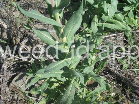woad, dyer's